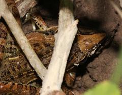 Ptychadena oxyrhynchus