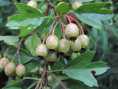 Crataegus monogyna