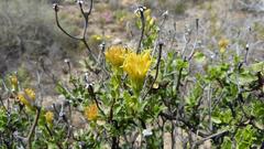 Pegolettia baccaridifolia