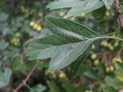Crataegus monogyna