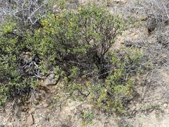 Pegolettia baccaridifolia
