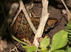 Ptychadena oxyrhynchus