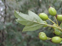Crataegus monogyna