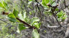 Pegolettia baccaridifolia