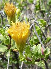 Pegolettia baccaridifolia