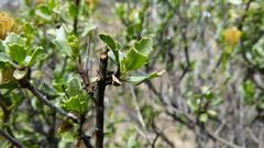 Pegolettia baccaridifolia