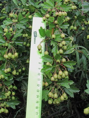 Crataegus monogyna