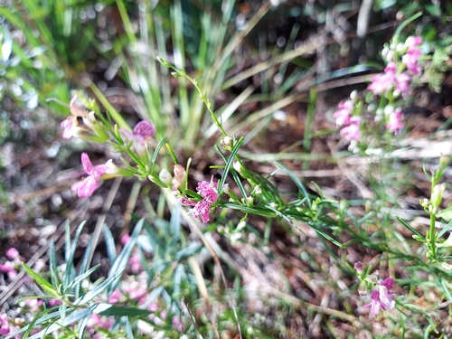Image of Longspurred Mint (Dicerandra cornutissima) by (c) Athena Philips, some rights reserved (CC BY)