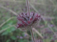 Clinopodium vulgare