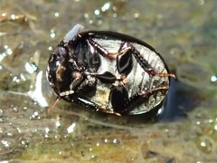 Coelostoma fabricii