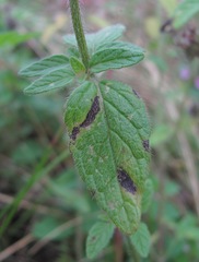 Clinopodium vulgare