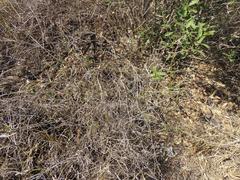 Dicliptera fruticosa