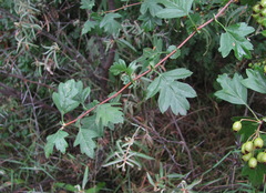 Crataegus monogyna