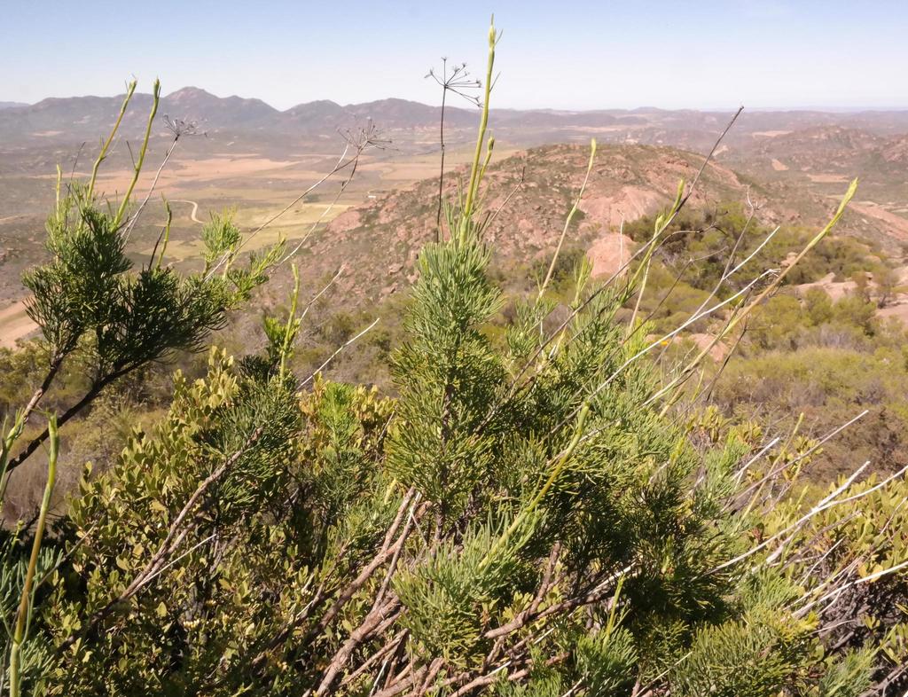 Kamiesberg Blisterbush