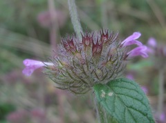 Clinopodium vulgare