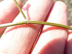 Dicliptera fruticosa