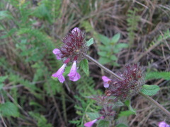 Clinopodium vulgare