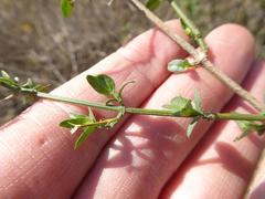 Dicliptera fruticosa