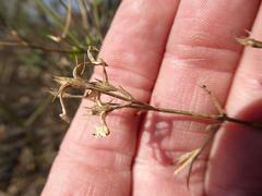 Dicliptera fruticosa