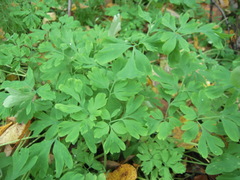 Corydalis capnoides