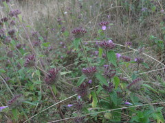 Clinopodium vulgare