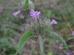 Clinopodium vulgare