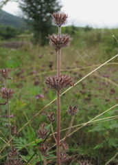 Clinopodium vulgare
