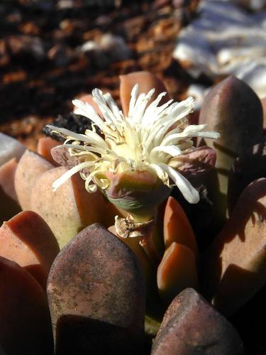 Nelia pillansii