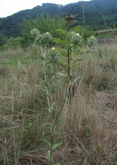 Carlina biebersteinii