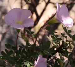 Oxalis comosa