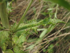 Carlina biebersteinii