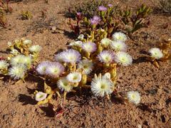 Mesembryanthemum hypertrophicum