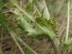 Carlina biebersteinii