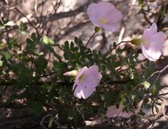 Oxalis comosa
