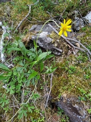 Arnica griscomii