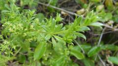Galium tomentosum
