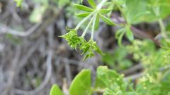 Galium tomentosum
