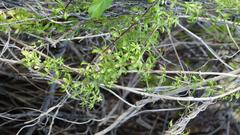 Galium tomentosum