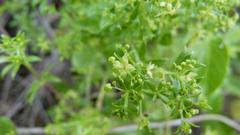 Galium tomentosum
