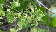 Galium tomentosum