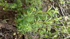 Galium tomentosum