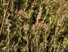 Phylica cryptandroides