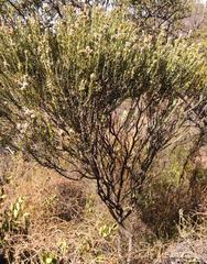 Phylica cryptandroides