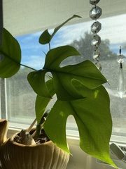 Rhaphidophora tetrasperma