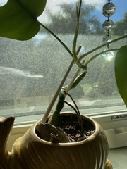 Rhaphidophora tetrasperma