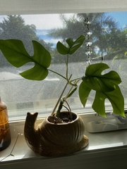 Rhaphidophora tetrasperma