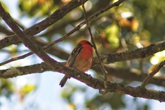 Foudia madagascariensis