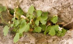 Wimmerella hedyotidea