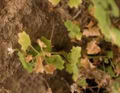 Wimmerella hedyotidea