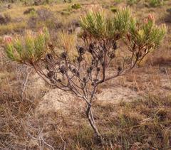 Leucadendron modestum